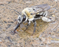 Anthophora occidentalis