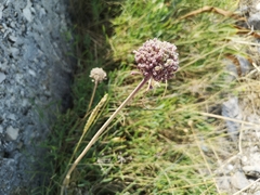 Allium commutatum