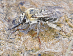 Anthophora occidentalis