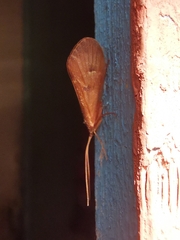 Onocosmoecus unicolor