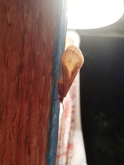 Onocosmoecus unicolor