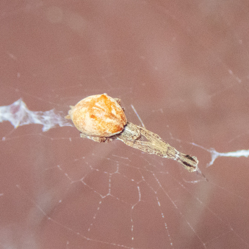 Featherlegged Orbweaver photo 6