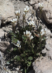 Cardamine bellidifolia