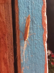 Onocosmoecus unicolor