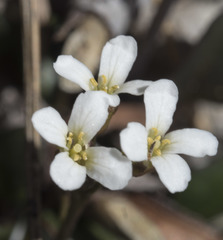 Cardamine bellidifolia