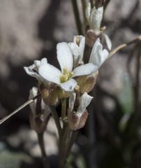 Cardamine bellidifolia