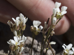 Cardamine bellidifolia