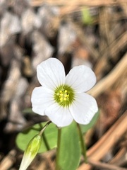 Oxalis alpina