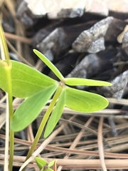 Oxalis alpina