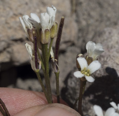 Cardamine bellidifolia