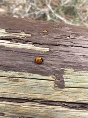 Coccinella monticola