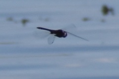 Macrodiplax balteata