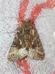 Autographa macrogamma