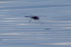 Macrodiplax balteata