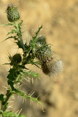 Cirsium echinus