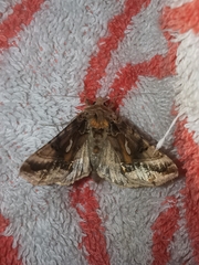 Autographa macrogamma