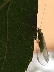 Chrysoperla carnea