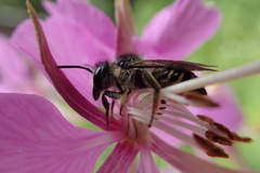 Megachile relativa