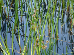 Juncus militaris