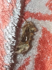 Autographa macrogamma