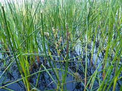 Juncus militaris