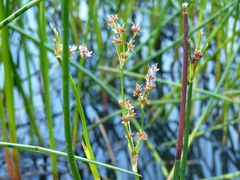 Juncus militaris
