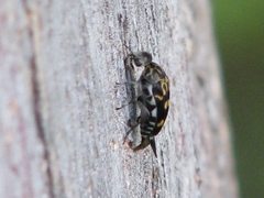 Hoshihananomia octopunctata