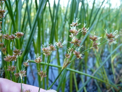 Juncus militaris