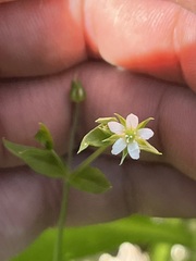 Arenarieae