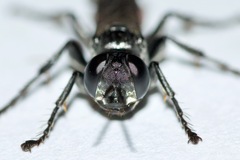 Tachysphex pompiliformis