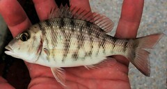 Lethrinus lentjan