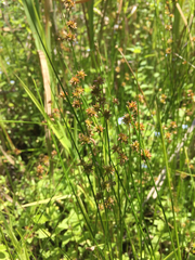 Juncus nodosus