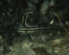 Pareques acuminatus