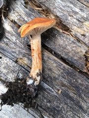 Lactarius luculentus laetus