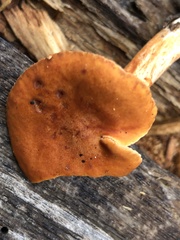 Lactarius luculentus laetus