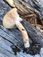 Lactarius luculentus laetus