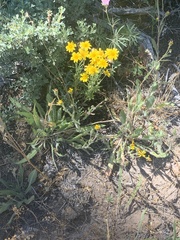 Pyrrocoma hirta