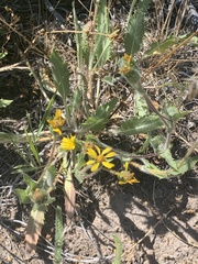 Pyrrocoma hirta