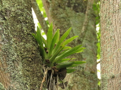 Tillandsia biflora