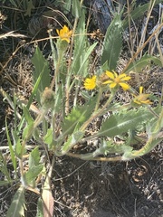 Pyrrocoma hirta