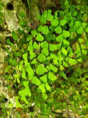 Adiantum fragile