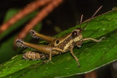 Ommatolampis perspicillata