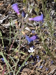 Penstemon roezlii