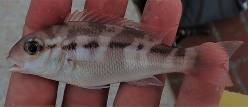 Lattice monocle bream (Scolopsis taenioptera) — Nemipteridae — 5