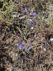 Penstemon roezlii
