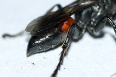 Tachysphex pompiliformis