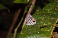 Chloreuptychia chlorimene