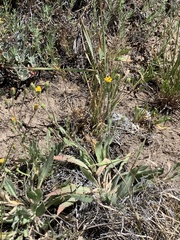 Pyrrocoma hirta
