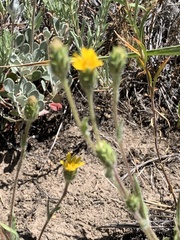Pyrrocoma hirta