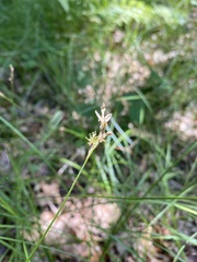 Carex brizoides